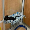 Suporte para Gato de Janela com Ventosas - Vista e Conforto para o Seu Gato!