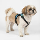 Peitoral Reforçado em Couro para Raças Fortes – Segurança, Durabilidade e Conforto